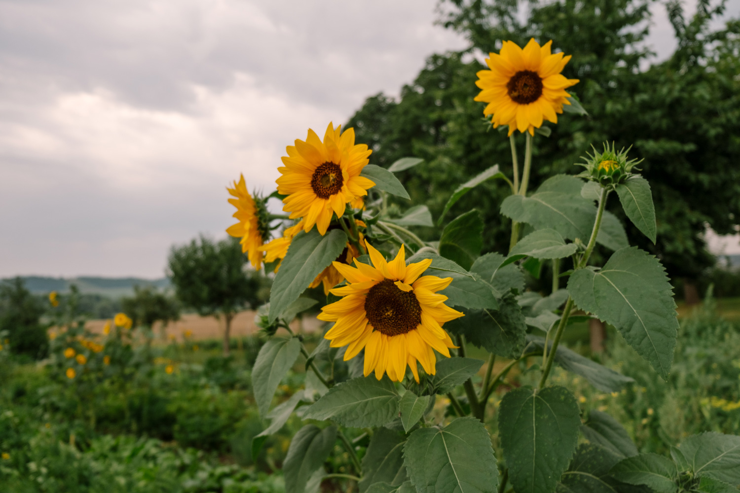Sonnenblumen im Garten des Naturhof Egendorfs